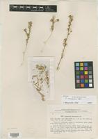 Isotype of Corispermum komarovii Iljin [family CHENOPODIACEAE]