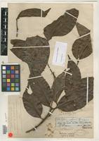 Isotype of Matayba inelegans Spruce ex Radlk. [family SAPINDACEAE]