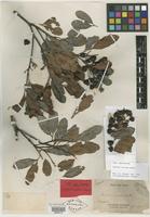 Isolectotype of Arytera arcuata Radlk. [family SAPINDACEAE]