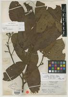 Isotype of Trichilia solitudinis Harms [family MELIACEAE]