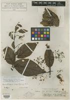 Isotype of Banisteria caapi Spruce ex Griseb. [family MALPIGHIACEAE]