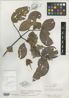 Isotype of Banisteriopsis acapulcensis var. llanensis B. Gates [family MALPIGHIACEAE]