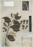 Isotype of Banisteriopsis inebrians C. V. Morton [family MALPIGHIACEAE]