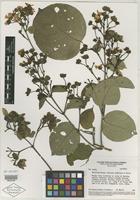 Isotype of Banisteriopsis valvata W. R. Anderson & B. Gates [family MALPIGHIACEAE]