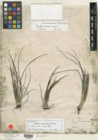 Isotype of Isoetes cubana Engelm. [family ISOETACEAE]