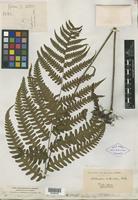 Isotype of Nephrodium unifurcatum Baker [family PTERIDOPHYTE]