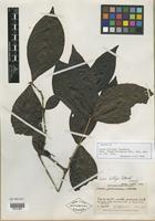 Isotype of Ixora killipii Standl. [family RUBIACEAE]