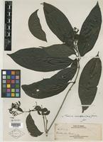 Isotype of Pavetta atra Merr. [family RUBIACEAE]
