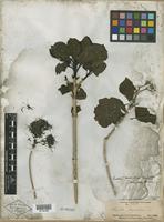 Type of Pavetta birmahica var. tomentosa [family RUBIACEAE]