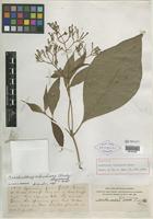Holotype of Rondeletia colombiana Rusby [family RUBIACEAE]