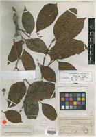 Type? of Sarcocephalus officinalis Pierre ex Pit. [family RUBIACEAE]