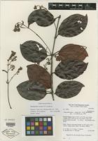 Isotype of Banisteriopsis carolina W. R. Anderson [family MALPIGHIACEAE]