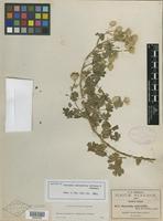 Isotype of Oaxacania malvifolia B. L. Rob. & Greenm. [family ASTERACEAE]