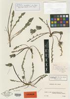 Isotype of Taraxacum neoaellenii Soest [family ASTERACEAE]
