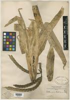 Type of Tillandsia boliviana Mez [family BROMELIACEAE]