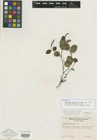 Isotype of Peperomia rizzinii Yunck. [family PIPERACEAE]