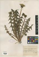 Type of Taraxacum melanthoides Dahlst. [family ASTERACEAE]
