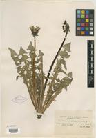 Type of Taraxacum sinuatum Dahlst. [family ASTERACEAE]