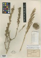 Isotype of Dondia mexicana Standl. [family CHENOPODIACEAE]