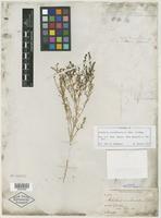 Isotype of Schoberia occidentalis S. Watson [family CHENOPODIACEAE]