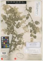 Isotype of Iresine alternifolia S. Watson [family AMARANTHACEAE]