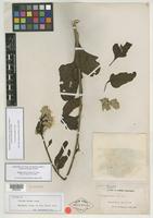 Isotype of Iresine obtusa M. E. Jones [family AMARANTHACEAE]