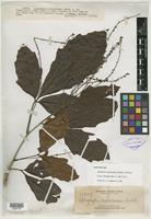 Isotype of Allophylus leptocladus Radlk. [family SAPINDACEAE]