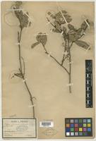 Type of Aphania ochnoides Pierre [family SAPINDACEAE]