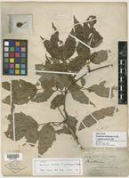 Isotype of Paullinia boliviana f. glabrescens Radlk. [family SAPINDACEAE]