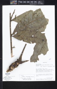 Isotype of Talisia amaruayana Steyerm. [family SAPINDACEAE]