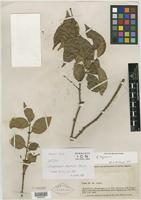 Isotype of Siphoneugena parviflora Kausel [family MYRTACEAE]
