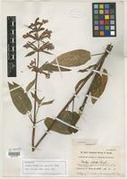 Isotype of Stachys ciliata var. macrantha Piper [family LAMIACEAE]