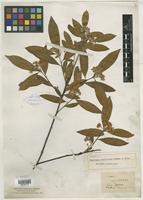 Type of Photinia lancifolia Rehder & E. H. Wilson [family ROSACEAE]