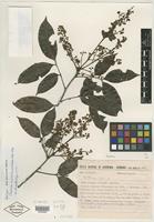 Isotype of Talisia espiritosantensis Acev.-Rodr. [family SAPINDACEAE]