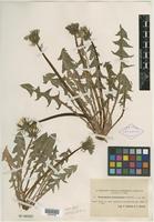 Type of Taraxacum bracteatum Dahlst. [family ASTERACEAE]