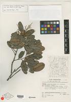 Isotype of Talisia simaboides K. U. Kramer [family SAPINDACEAE]