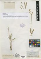Isolectotype of Gomphrena sonorae Torr. [family AMARANTHACEAE]