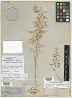Isosyntype of Teloxys cornuta Torr. [family CHENOPODIACEAE]