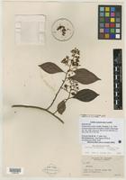 Isotype of Ardisia microcalyx Lund [family MYRSINACEAE]