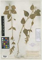 Isotype of Iresine heterophylla Standl. [family AMARANTHACEAE]