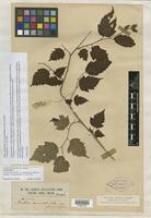 Syntype of Neillia sinensis var. glanduligera Hemsl. ex Rehder [family ROSACEAE]