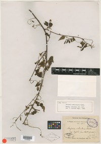 Syntype of Serjania orbicularis Radlk. [family SAPINDACEAE]