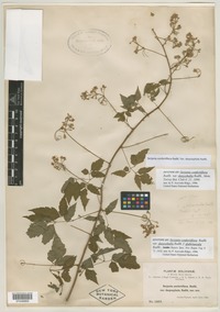 Syntype of Serjania confertiflora var. dasycephala Radlk. [family SAPINDACEAE]
