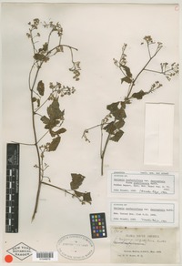 Syntype of Serjania confertiflora var. dasycephala Radlk. [family SAPINDACEAE]