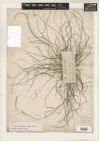 Filed as Eragrostis pectinacea (Michx.) Nees [family POACEAE]