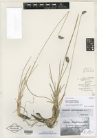 Type? of Sesleria heufleriana Schur [family POACEAE]