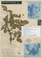 Type? of Rubus canadensis var. invisus L.H.Bailey [family ROSACEAE]