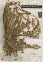 Holotype of Lindmania phelpsiae L.B.Sm. [family BROMELIACEAE]