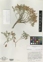 Holotype of Astragalus ertterae Barneby & Shevock [family FABACEAE]