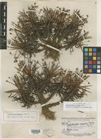 Holotype of Cephalocarpus maguirei Gilly [family CYPERACEAE]